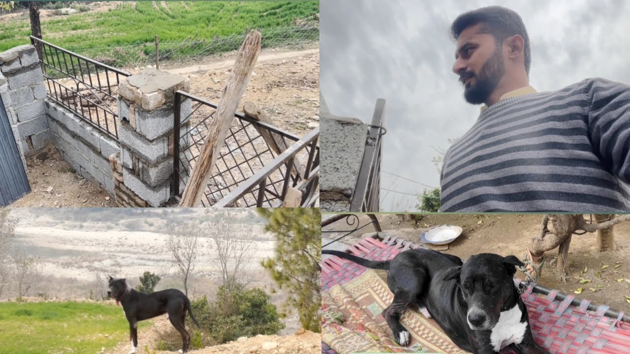 Repair Dog House 🏠 🐕
