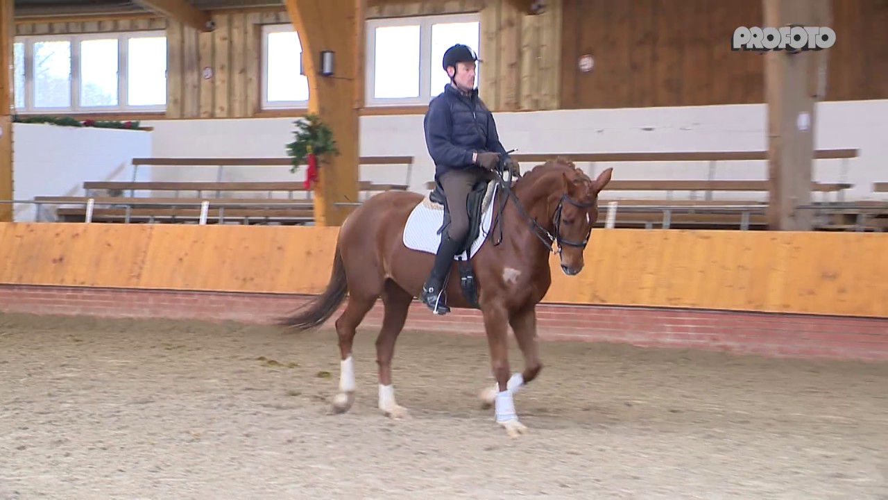 Stute * 2007 von Licotus-Fürstenreich-Davignon II