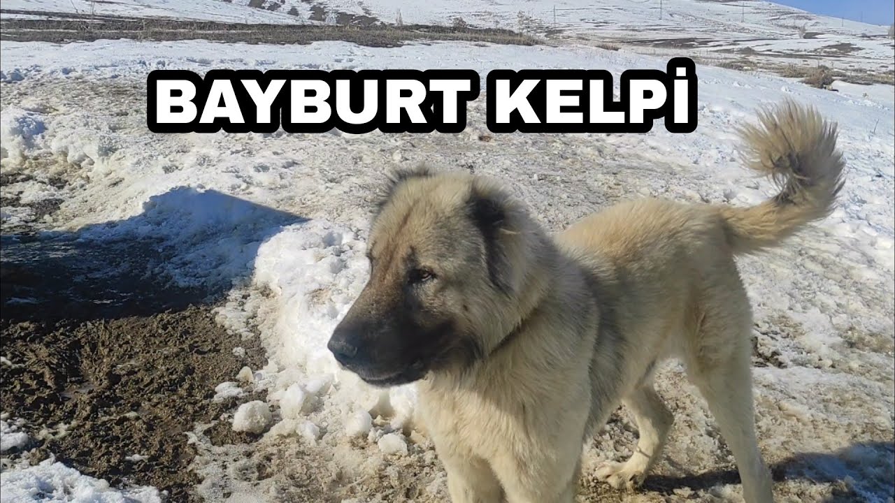 BUGÜN BAYBURT TAKİ ARKADAŞIMIN ÇİFTLİĞİNİ ZİYARET ETTİK!!