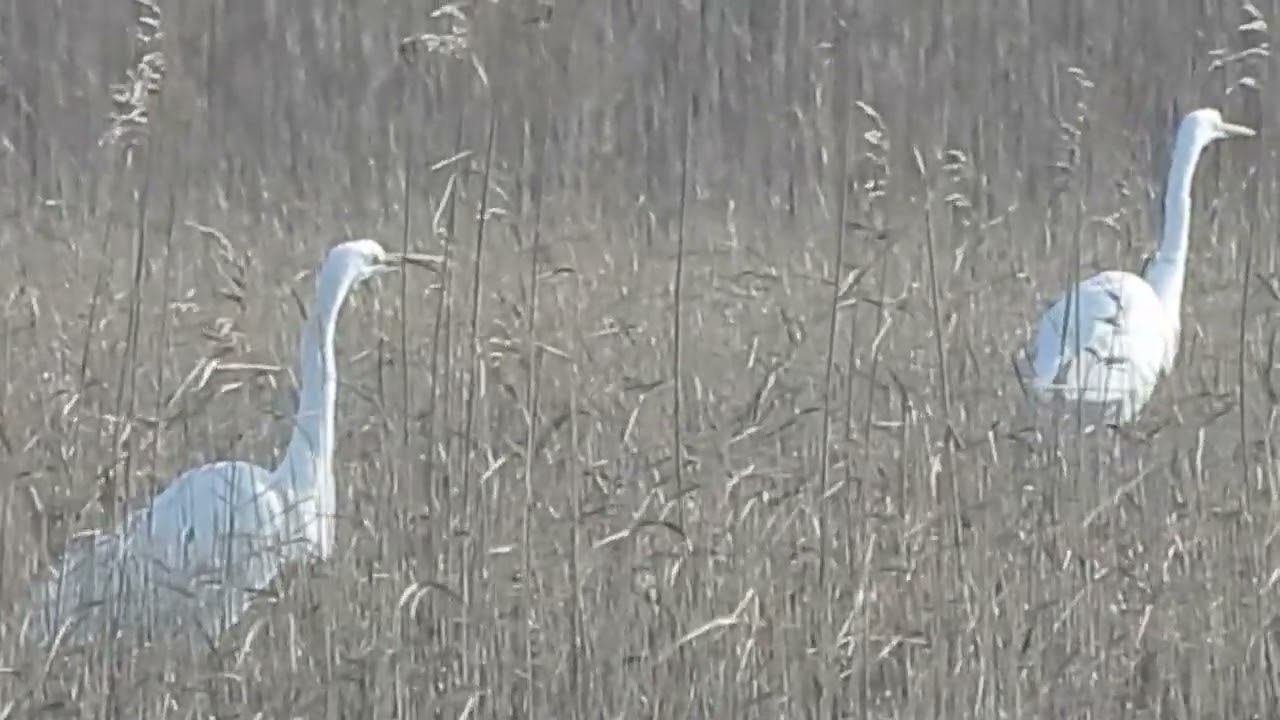 Czapla biała / Great egret / Ardea alba