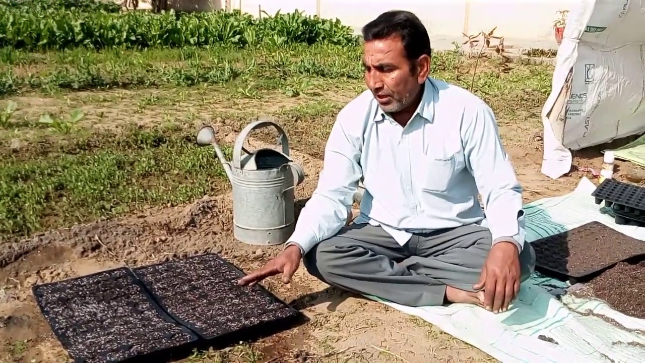 Papaya nursery पपीते की नर्सरी तैयार करने का आसान तरीका