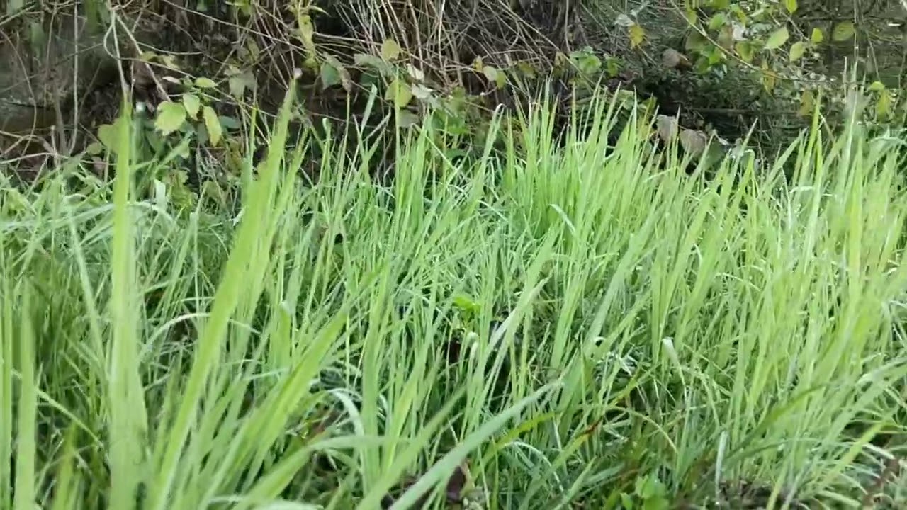 Nature with Dew #shorts #shortsfeed #viralvideo #nature #garden #jungle 