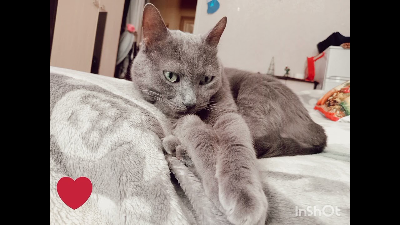 Домашние тигрята