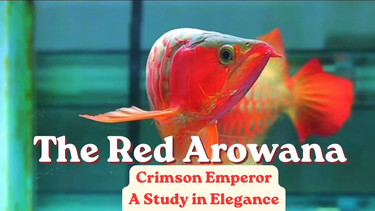 The Red Arowana - Crimson Emperor A Study in Elegance #arowana #monsterfish #fishtank #aquarium