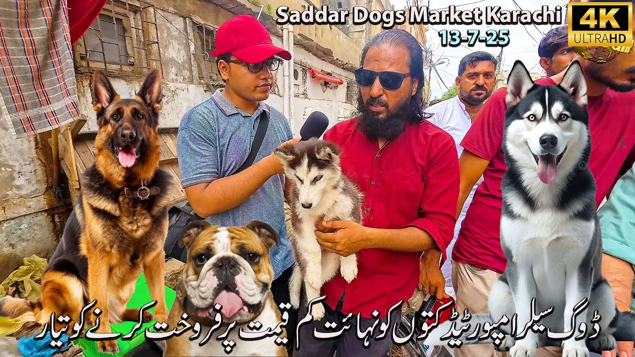 Saddar Dogs Market 13-7-25 Market Updates Karachi | Bulldog Husky German Shepherd Dobermann Dogs