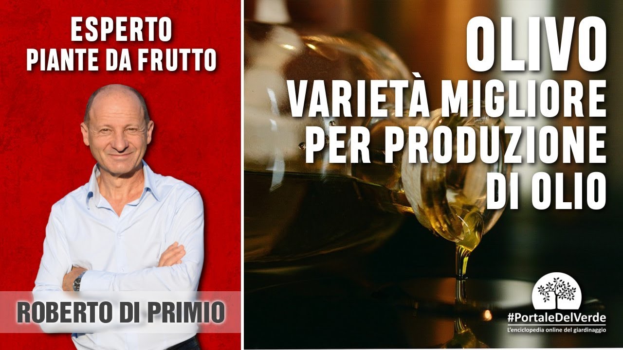 Quali sono le varietà di olivo adatte alla produzione dell'olio?