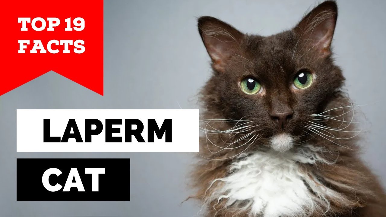 99% of LaPerm Cat Owners Don't Know This!