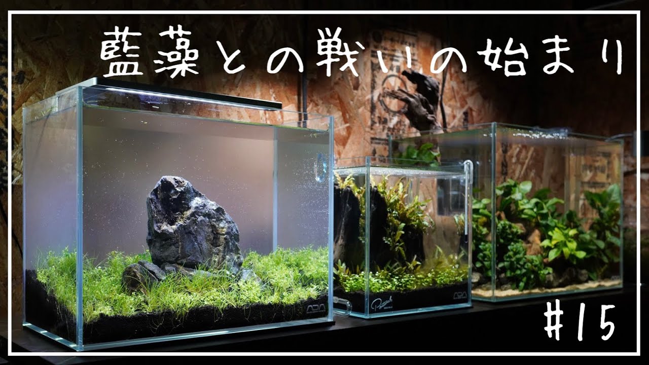 【アクアリウム】30cm水槽にパールグラス植えて注水したけど藍藻まみれになった話し/ADA/30cm水槽/aquarium/vlog/#15