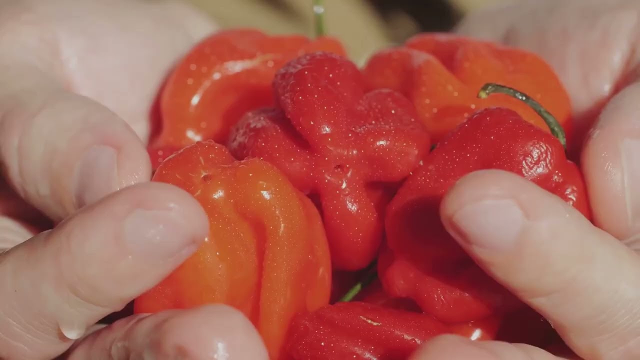 How to Harvest Pepper Seeds from Store-Bought Peppers