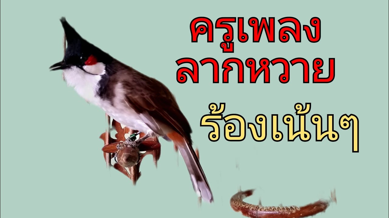 ครูเพลงลากหวาย!!ร้องวนไป/ไว้สอนลูกนก#เสียงนกกรงหัวจุก