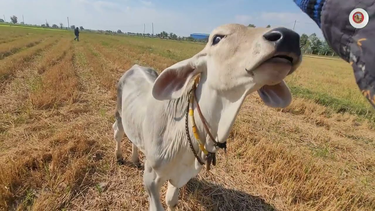 ថ្ងៃនេះគឺគោមកសុីស្មៅនៅវាលស្រែ