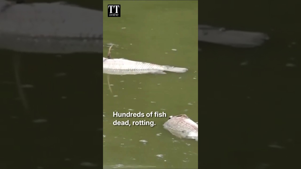 Water Supply Cut, Hundreds of Dead Fish Float in Delhi's Sanjay Lake #delhi #heatwave