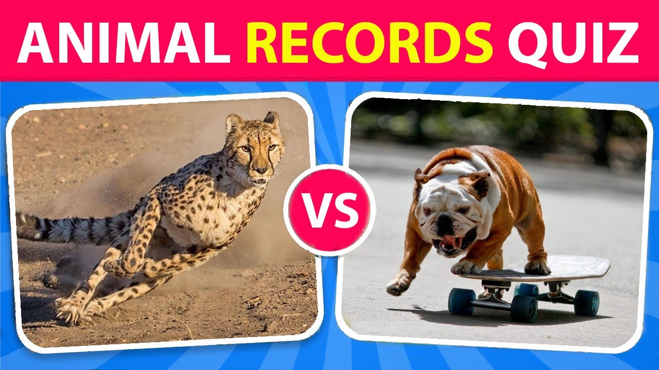 Guess the Animal Quiz: Big Animal Records | Animal Fact Quiz | Yes or No