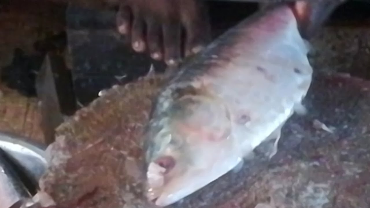 Amazing Hilsha Fish Cutting 2019 big hilsa fish cutting