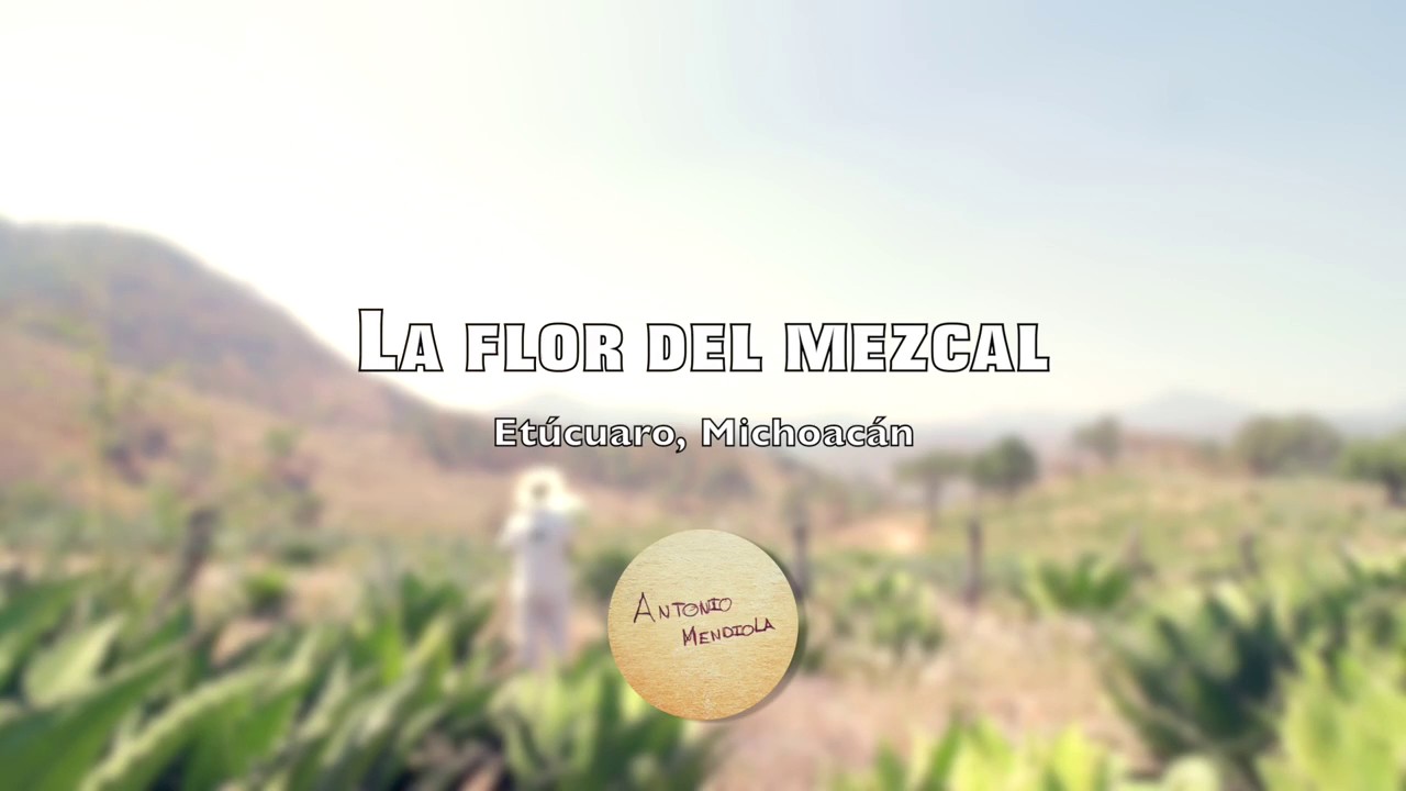 Elaboracion del Mezcal de Etucuaro
