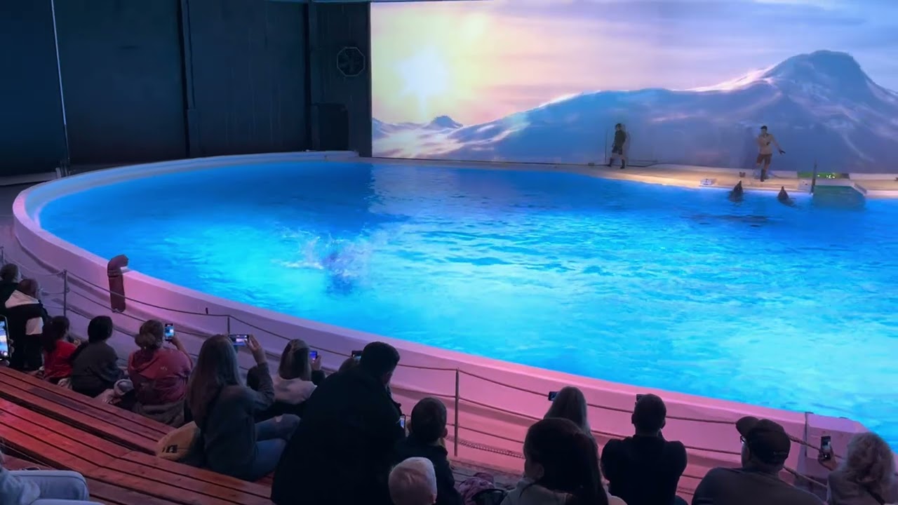 Kolmården Djurpark Hope Show Dolphins
