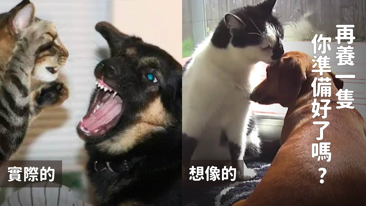 停止你的一廂情願！再養一隻貓狗，你真的準備好了嗎？｜替浪浪發聲