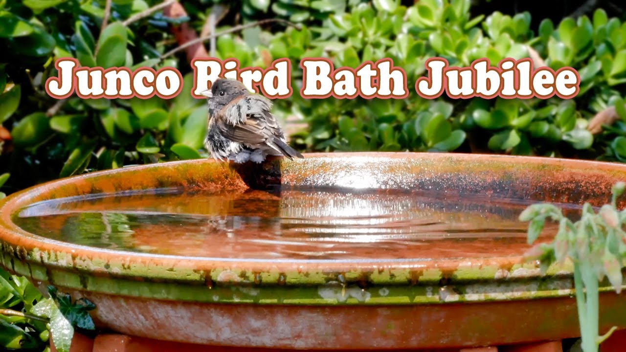 Junco Bird Bath Jubilee