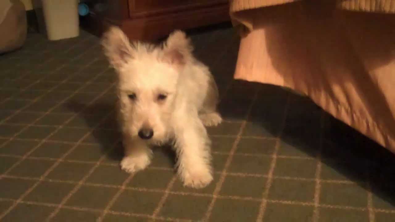 My dog is afraid of farts
