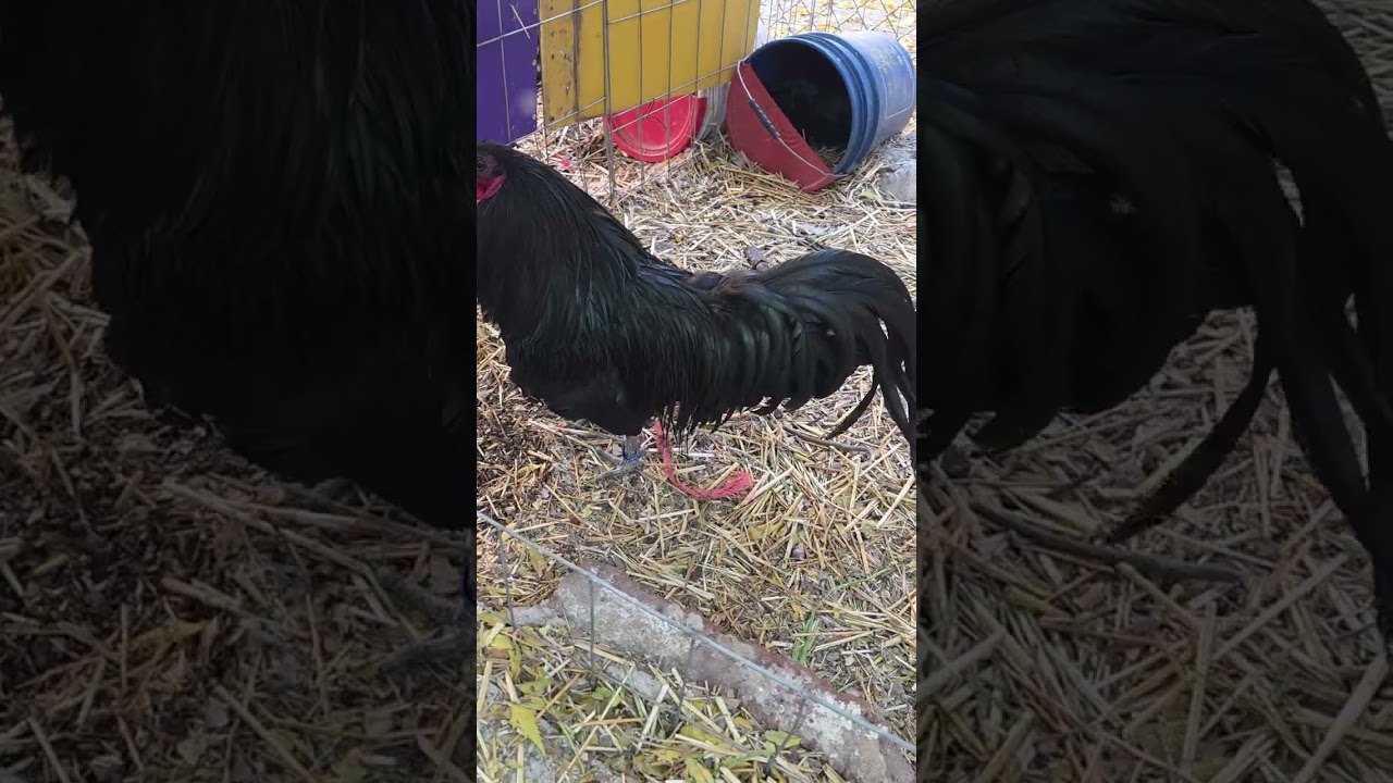 Las razas que manejamos en el criadero 