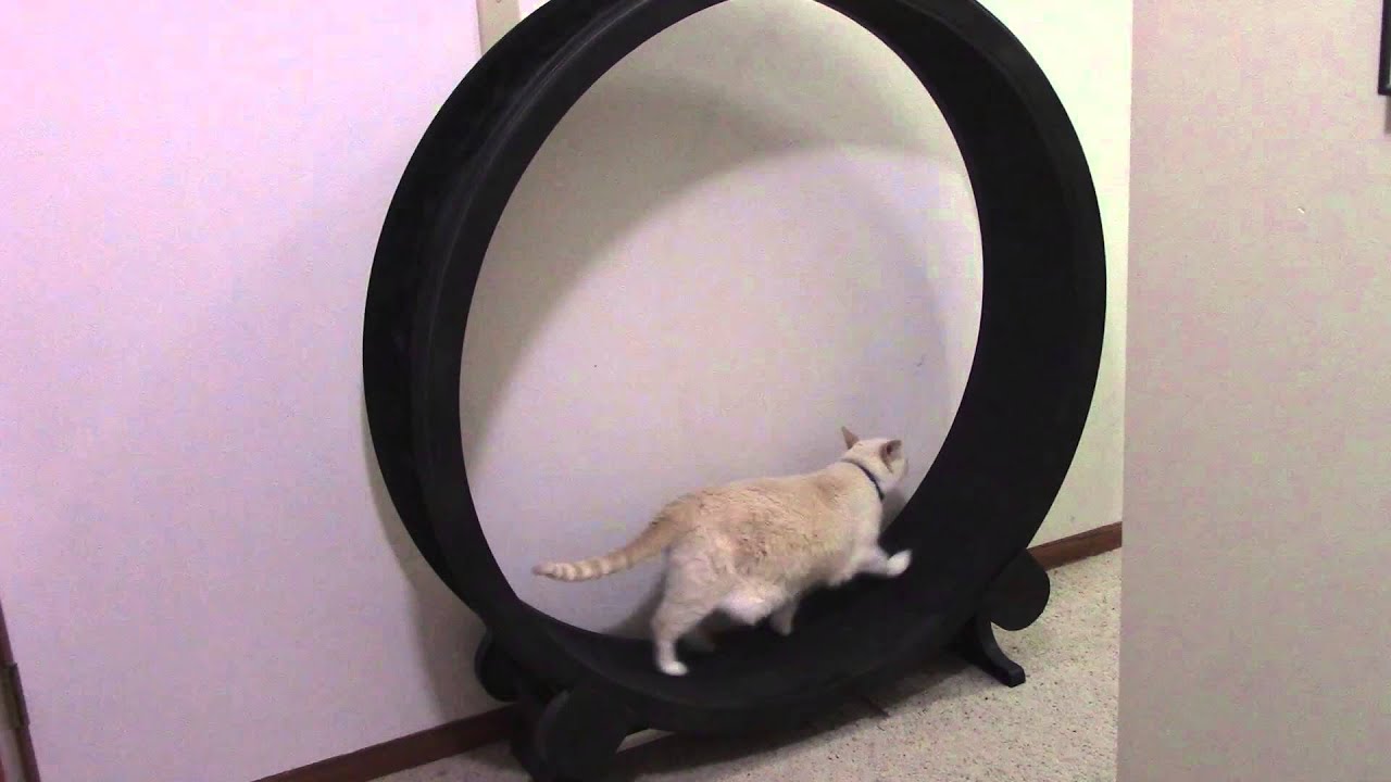 Cats using One Fast Cat exercise wheel