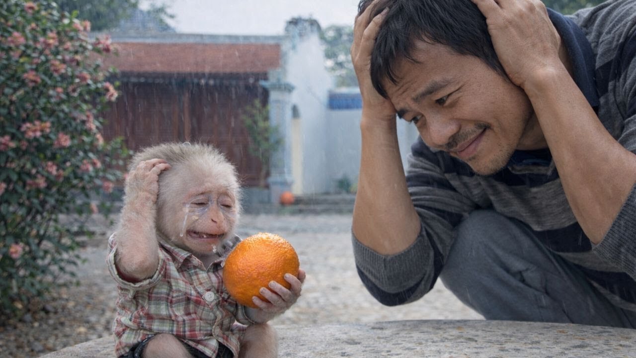Dad Feels Helpless Seeing Little Monkey Baba Cry in the Rain Holding an Orange. What’s happening?