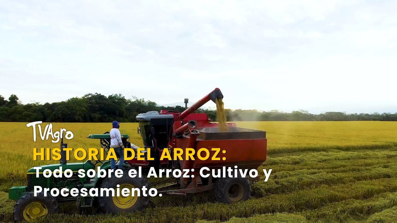 Historia del Arroz: Todo sobre el Arroz: Cultivo y Procesamiento - TvAgro por Juan Gonzalo Angel