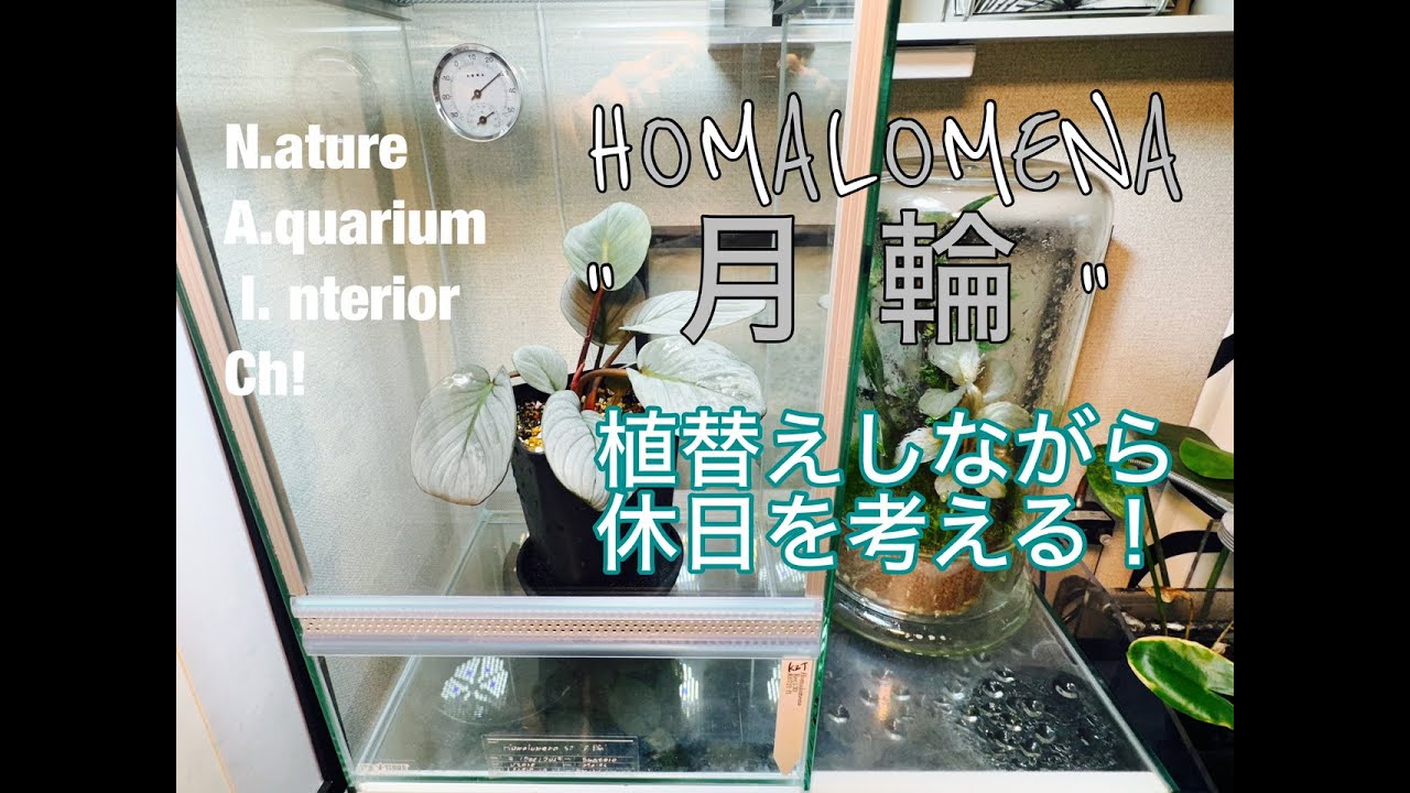 ホマロメナ”月輪“  植替えしながら休日を考える！
