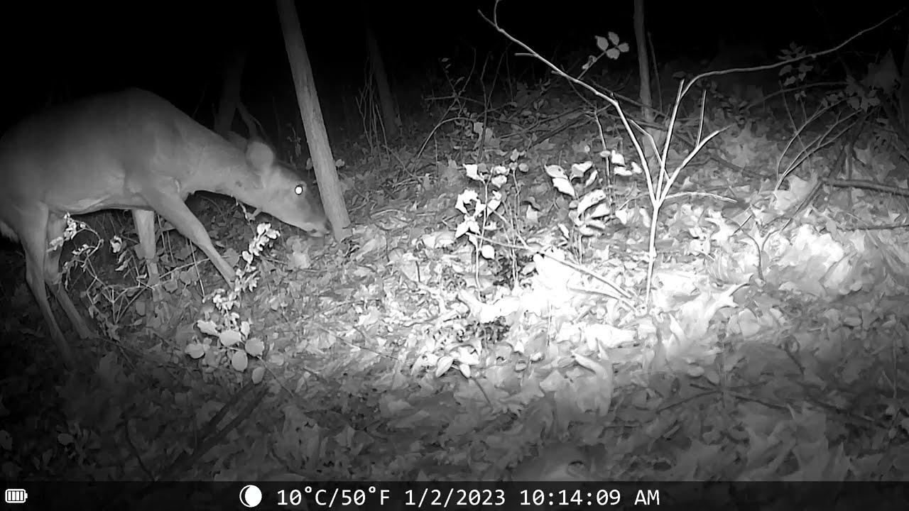 White tailed deer on trail cam in Maryland at Night
