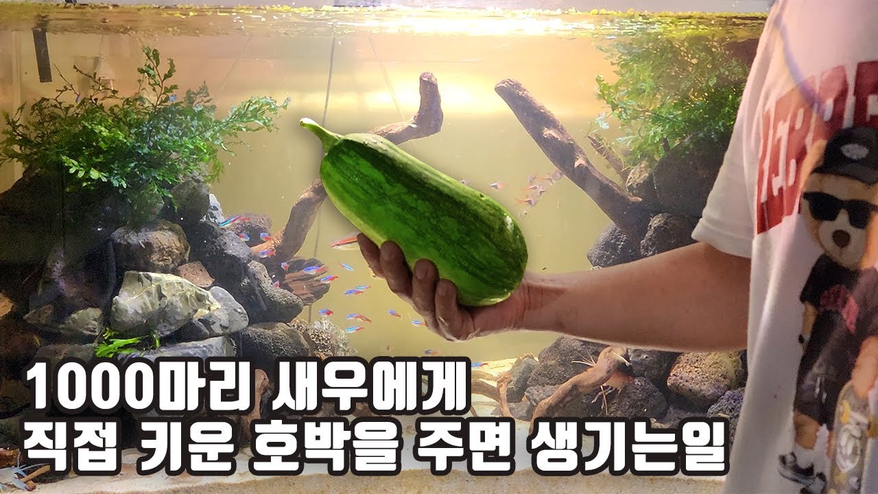 새우 1000마리 어항에 대왕 호박을 넣고 하루가 지나면 이렇게 되네요 ㄷㄷ