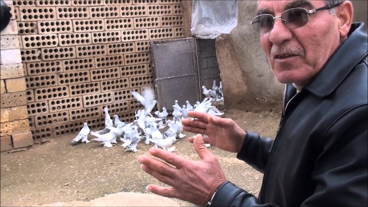 Syrische Takla duiven (Zalin) (الحمام السوري القلاب (تقلا زالين Syrian pigeon Takla (Zalin)