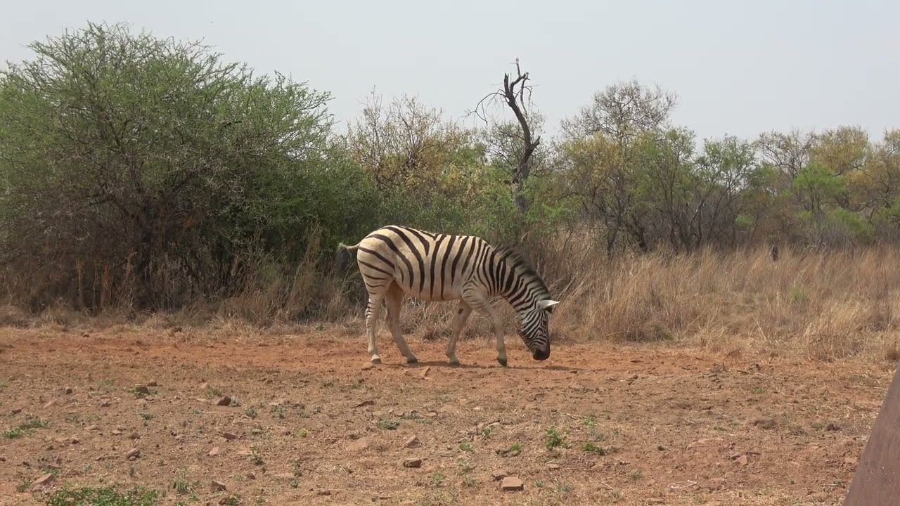 Dinokeng Game reserve (Elephant waterhole camping)
