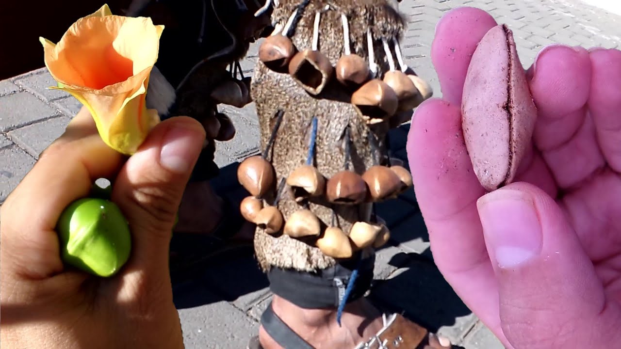 Ayoyote, cascabel azteca, codo de fraile, semilla de Brasil, Cascabela thevetia, Thevetia peruviana