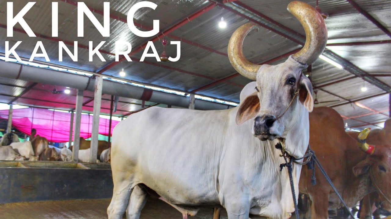 Bihsal Kankraj Pair || Organic Agro 2018 || The Home of Goru Lovers
