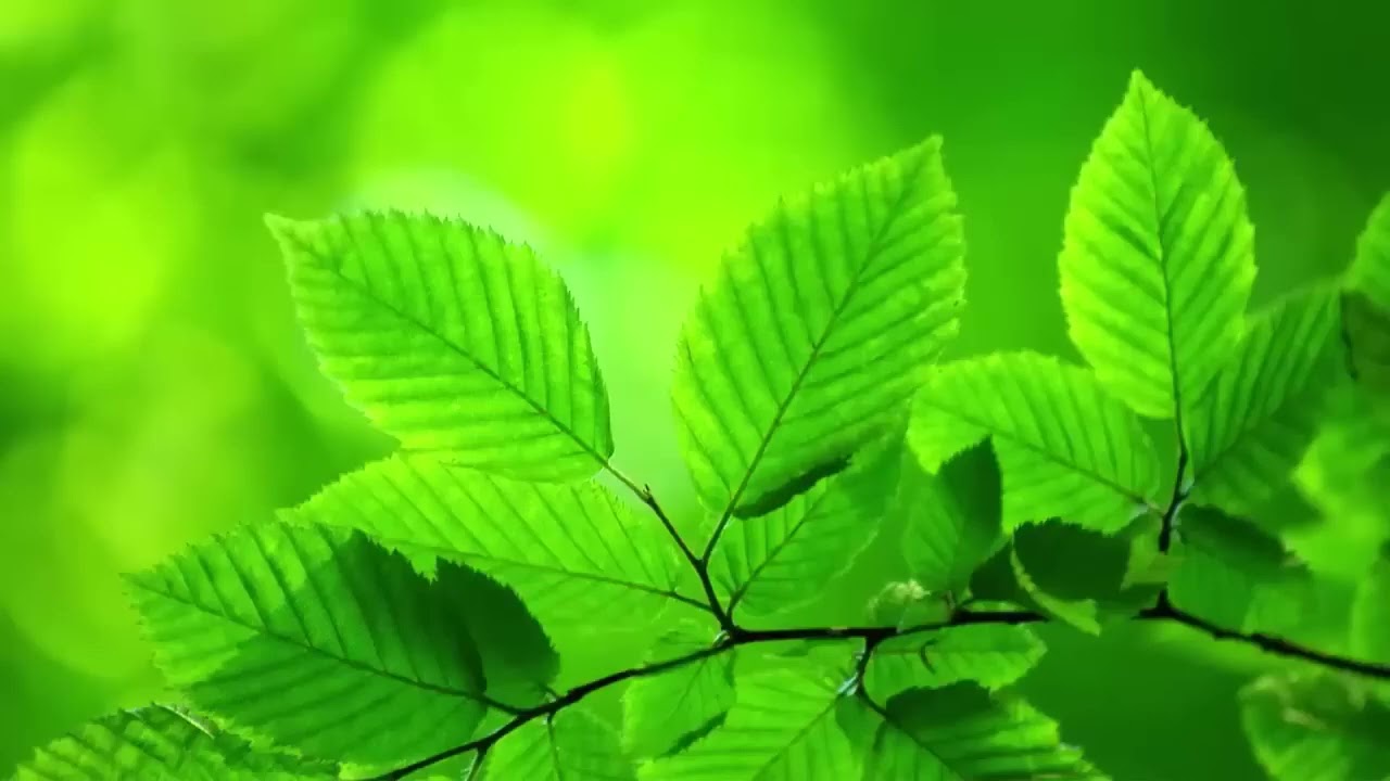 Nhạc chữa lành Đứa trẻ bên trong   Thư giãn cho ngày mới (  Tracy Music)