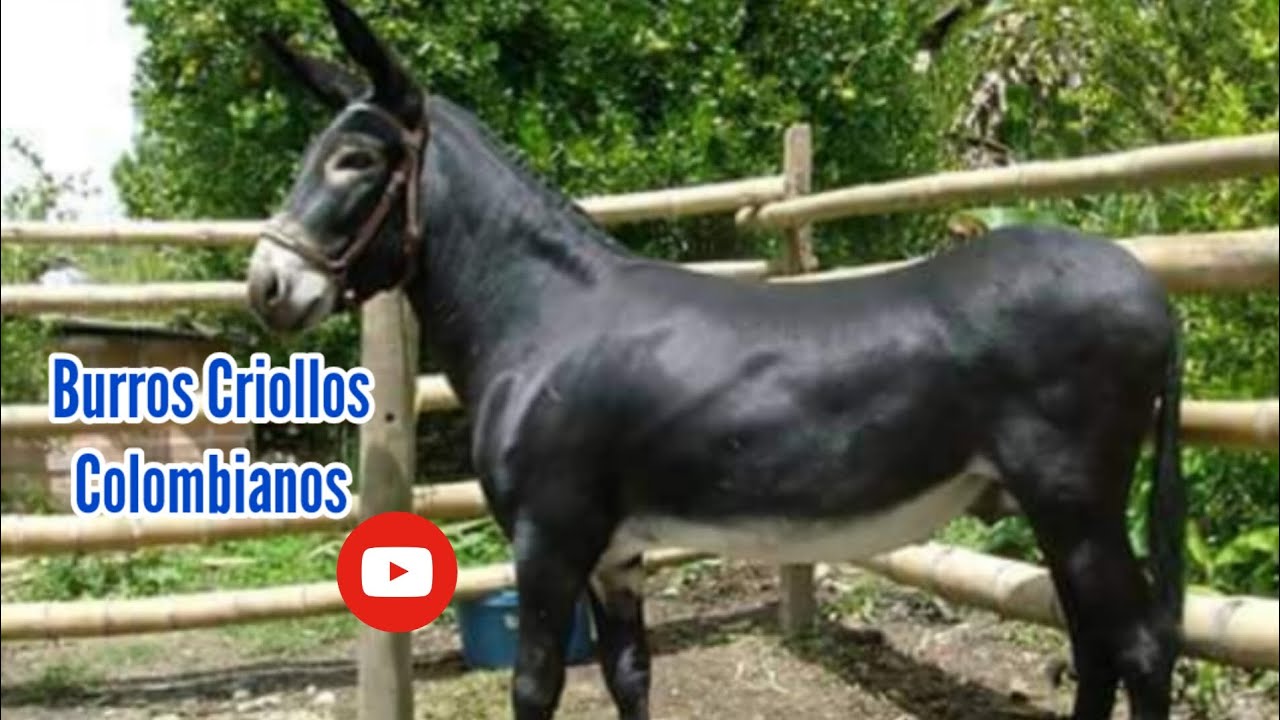 razas criollas Colombianas 🇨🇴 razas de burros Criollos Colombianos equinos criollos c pt2
