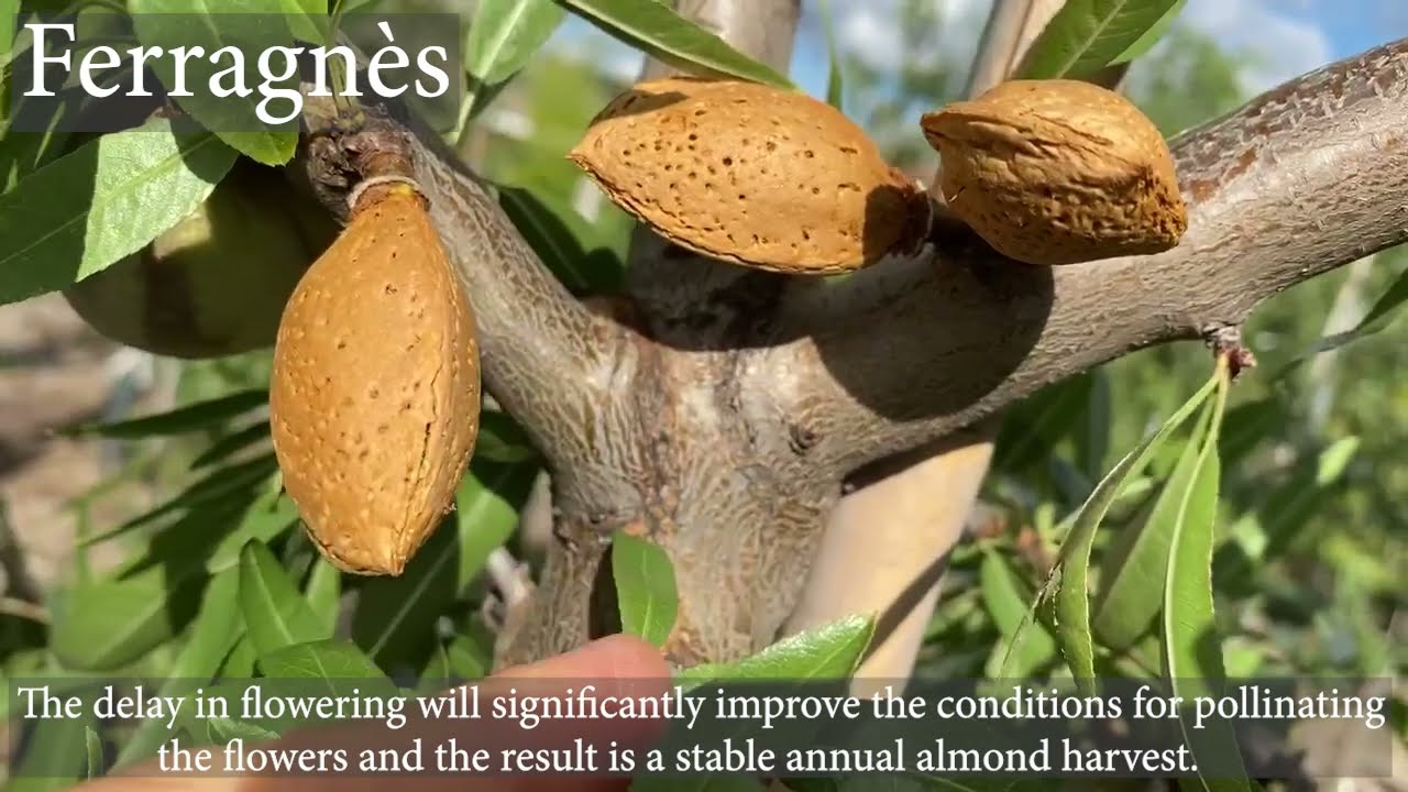 Late blooming Ferragnès and Ferraduel almonds