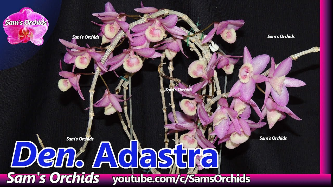Dendrobium Adastra (Den. aphyllum x Den. anosmum)orchid  reblooming 2021