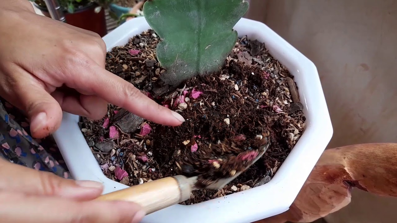 APRENDIENDO SOBRE EL CACTÚS ORQUÍDEA.