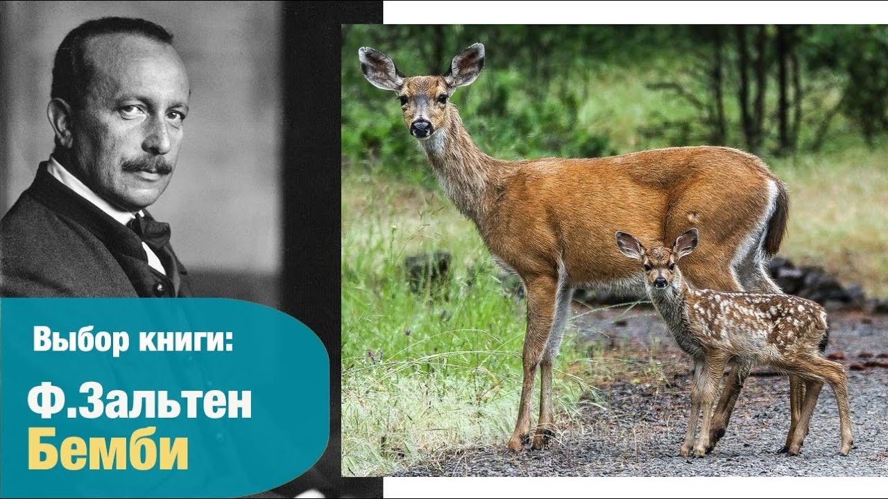 БЕМБИ: смысл сказки. Выбор книги | Детская книжная полка