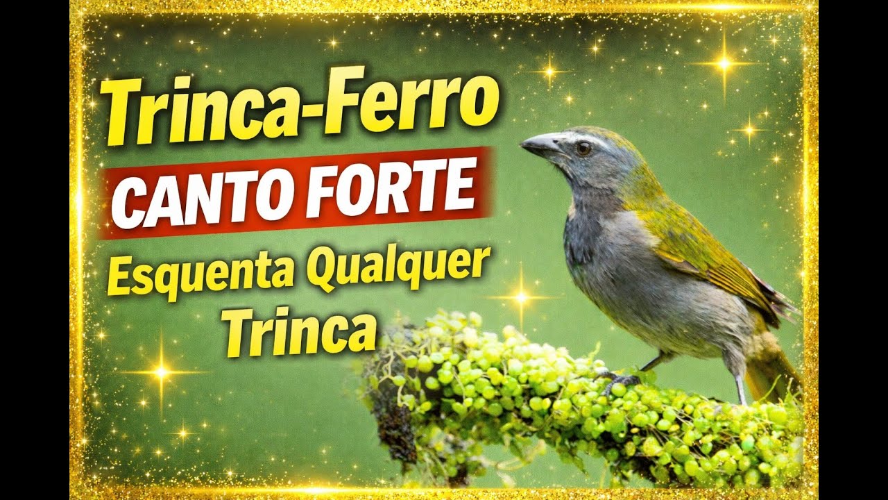 Canto de Trinca-Ferro Forte e Limpo | Ideal para Treinar e Esquentar Qualquer Trinca