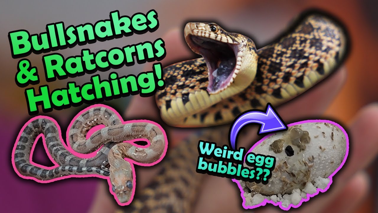 Angry Bullsnakes and Scaleless Rat Snakes Hatching!