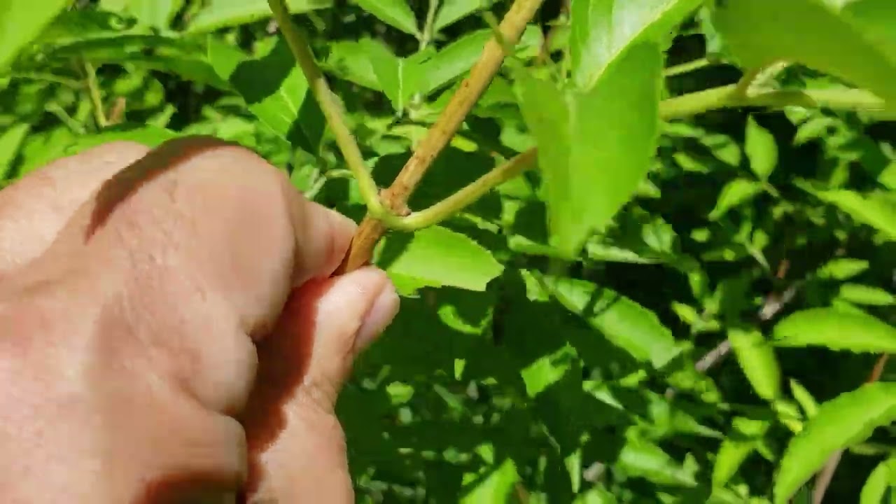 ID That Tree: American Elderberry
