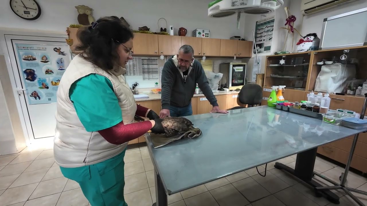 Buzzard Rescue and Release - Зелени Балкани (Green Balkans) Cпасяване Център за диви животни #nature