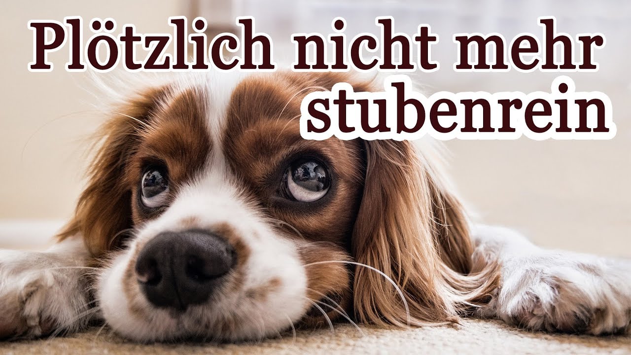 Plötzlich nicht mehr stubenrein - Ursachen und Hilfe für erwachsene Hunde