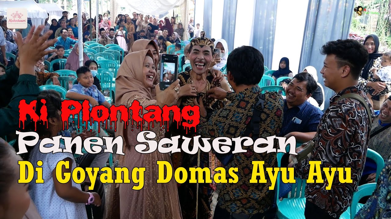 Cucuk Lampah Panen Saweran, Ki Plontang The Legend Cucuk lampahnya Kab.Semarang dan sekitarnya