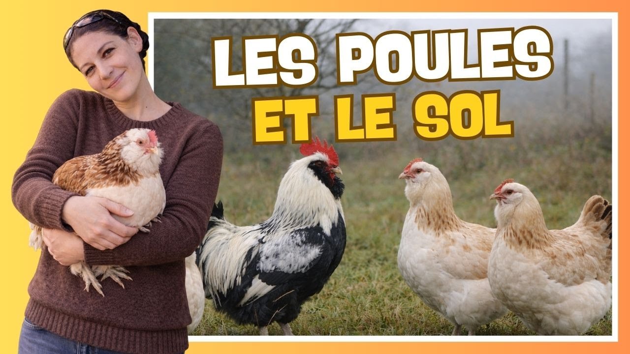 👩‍🌾 Les poules ne détruisent pas la vie du sol