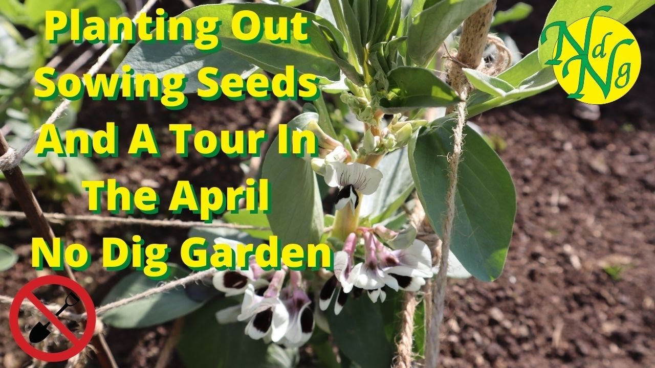 Planting Out Sowing Seeds And A Tour In The April No Dig Garden