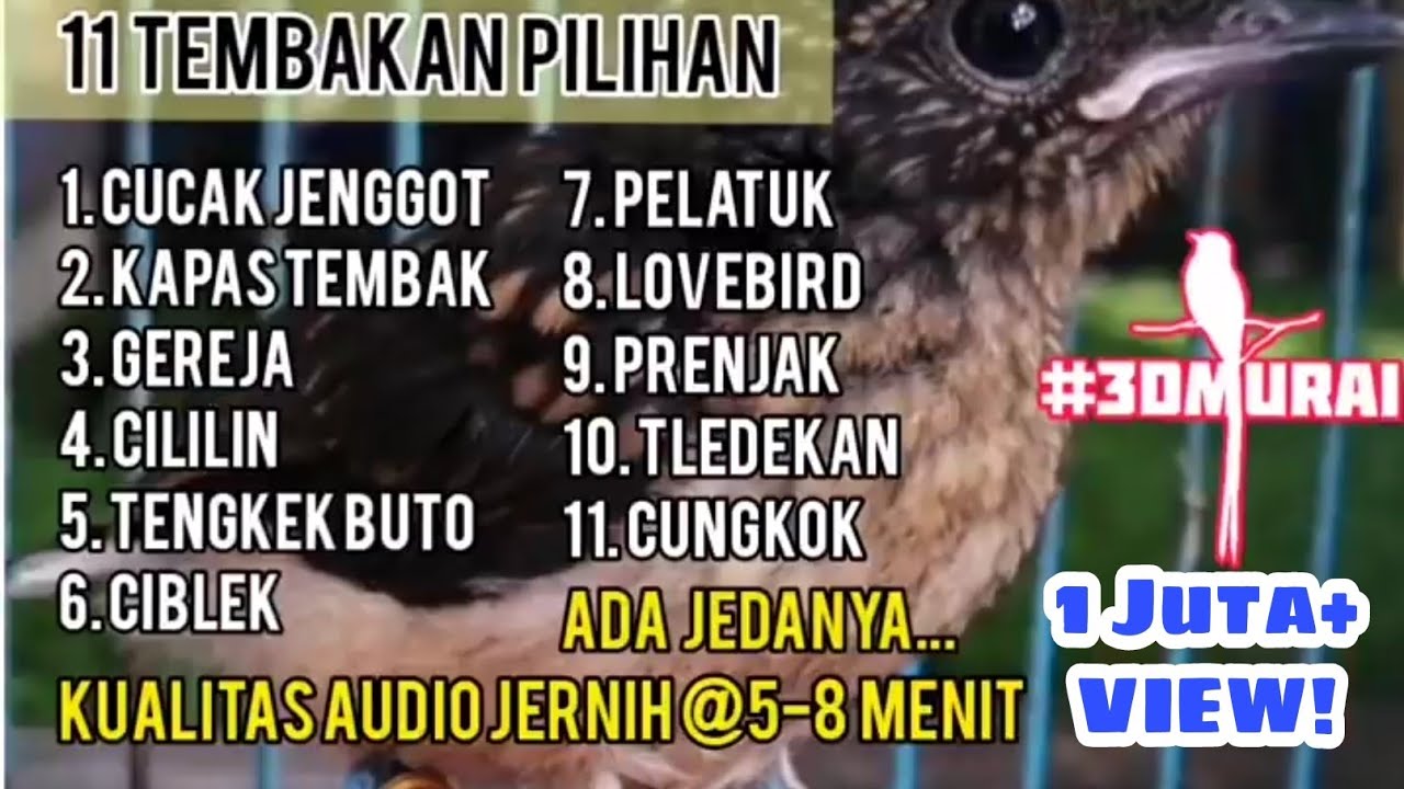 Masteran Lengkap 11 Tembakan Kasar Untuk Isian Murai & Cucak Ijo  Jernih & Ada Jeda #Malaysia #Shama