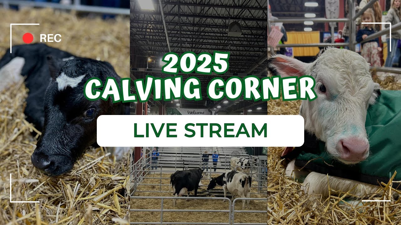 Calving Corner 1/10/2025 - Pennwood Farms (Day One)